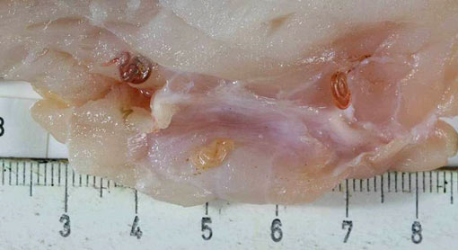 Das Foto zeigt ein Stück Fischfleisch in dem sich kleine Würmer befinden.