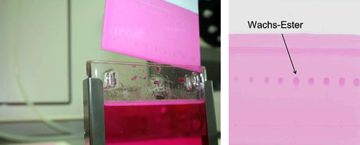 Auf der linken Seite zeigt ein Foto, wie eine dünne, quadratische Platte aus einer roten Färbelösung entnommen wird. Rechts ist die gefärbte Platte abgebildet. Auf der Platte erscheinen die Wachs-Ester als rosa Fleck.