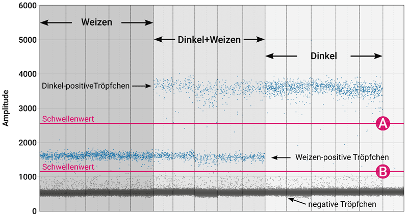 Exemplarische Darstellung einer Auswertung des Q-Locus-Nachweissystems in der digitalen PCR zu Bestimmung des Weizenanteils in Dinkelprodukten
