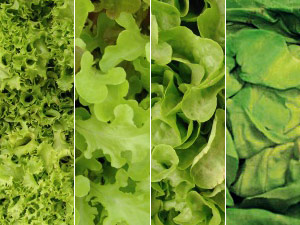 Foto von vier Sorten Salat: Lollo Bonda, Eichblattsalat, Endiviensalat und Kopfsalat