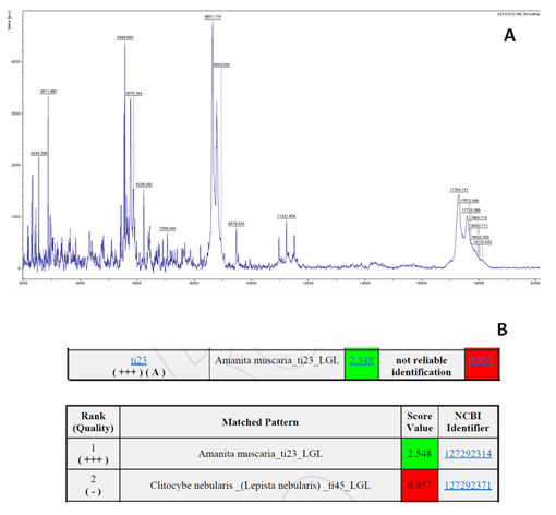 Abbildung 1 verdeutlicht die Identifizierung von Großpilzen mit dem MALDI Biotyper anhand eines Amanita muscaria -Exemplars. In Abbildung 1A ist zu sehen, dass zunächst ein Masse-/Ladungsspektrum des Zielorganismus aufgenommen wird. Der automatische MALDI Biotyper Algorithmus vergleicht ausgewählte Peaks des Spektrums mit den Datenbankeinträgen. Abbildung 1B zeigt eine Ergebnisliste, in der die Datenbankeinträge mit den höchsten Übereinstimmungen mit abnehmender Wahrscheinlichkeit ((log)scorevalue) aufgeführt sind.