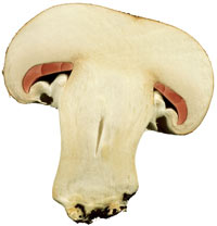 Champignon