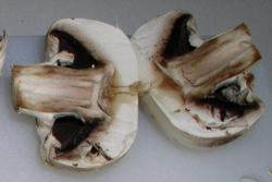 Laborfoto Verdorbener weißer Champignon mit innen braun verfärbtem Stiel und Hutfleisch, mit schwarzen Lamellen
