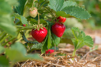 Das Bild zeigt eine Erdbeerpflanze mit reifen roten und noch unreifen grünen Früchten