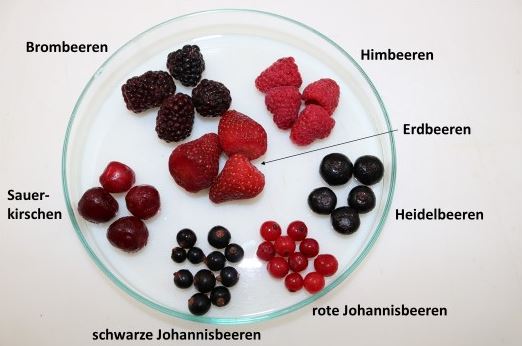 Die Abbildung zeigt eine Glasschale mit einer tiefgekühlten Beerenmischung mit Sauerkirschen, die aus Himbeeren, Erdbeeren, Heidelbeeren, roten und schwarzen Johannisbeeren, Brombeeren und Sauerkirschen besteht. Die verschiedenen Fruchtarten sind sortiert, so dass mehrere Früchte der gleichen Art zusammenliegen. Jeweils neben der Fruchtart steht der Name der Fruchtart.