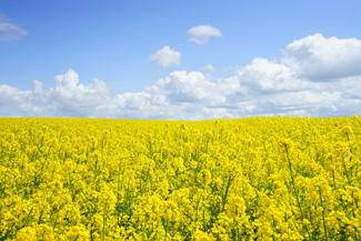 Das Bid zeigt ein Feld gelbblühender Rapspflanzen