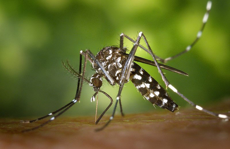 Asiatische Tigermücke, Aedes albopictus