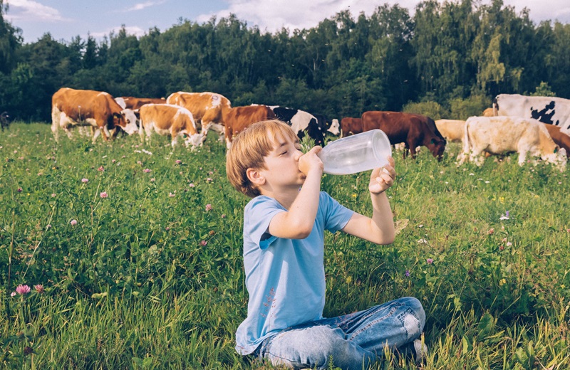 Junge trinkt Milch auf einer Wiese, im Hintergrund stehen Kühe.