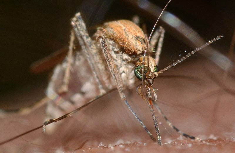 Großaufnahme einer blutsaugenden Gemeinen Stechmücke (wissenschaftlicher Name: Culex pipiens)