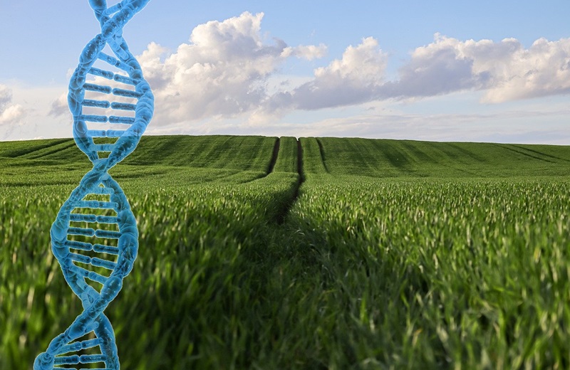 Landwirtschaftliches Feld mit grünen Pflanzen, im Vordergrund ein blauer DNA-Strang.