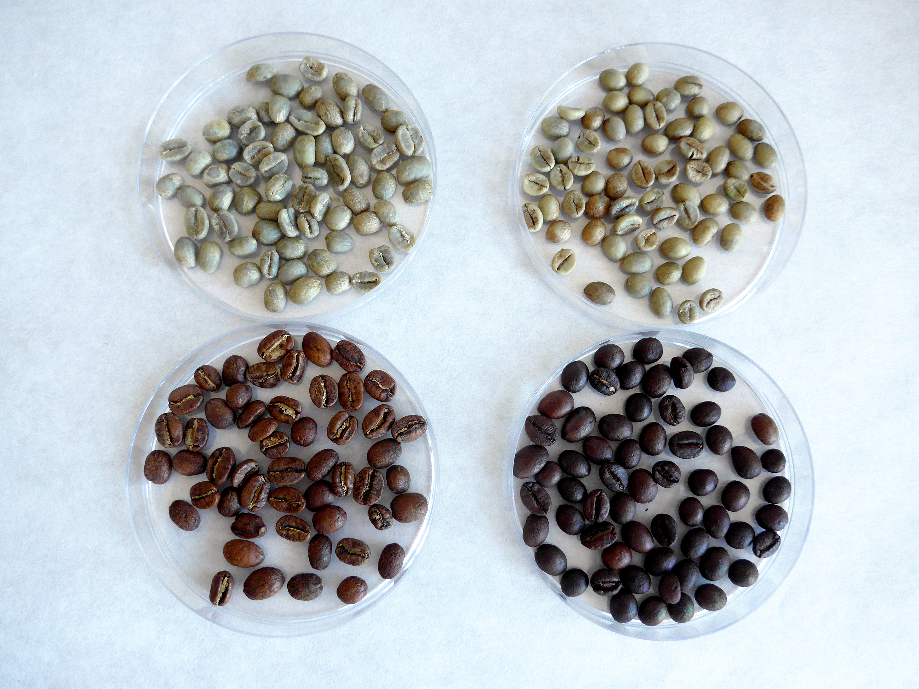 Kaffeebohnen roh (oben) und geröstet (unten) der Sorten Arabica (links) und Robusta (rechts).
(Abdruck unter Angabe der Bildquelle in allen Medien ausdrücklich gestattet | Quelle: LGL)