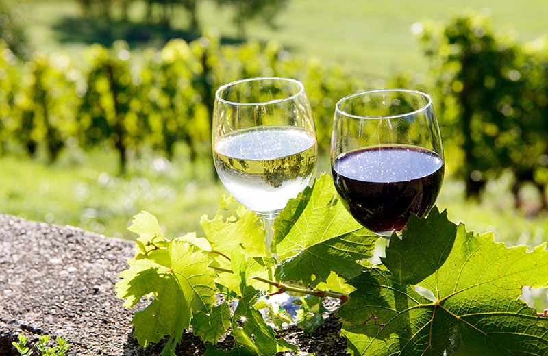 Zwei Weingläser, gefüllt mit Weiß- und Rotwein, umgeben von Reben.