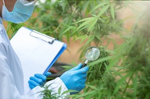 Kontrolleur mit Cannabispflanzen