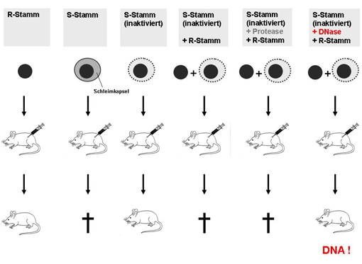 Grafik zum Pneumokokken-Experiment. Erklärung siehe im nachfolgenden Abbildungstext.