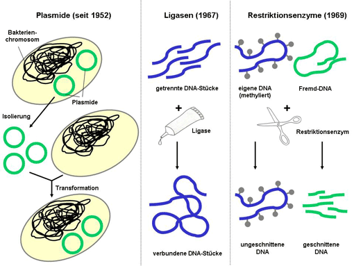 Grafik zu den klassichen Werkzeugen der Gentechnik. Erklärung siehe im nachfolgenden Abbildungstext.