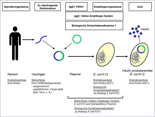 Grafik zur Risikobewertung von Organismen bei gentechnischen Arbeiten. Detailinformationen in der nachfolgenden Abbildungsbeschreibung.