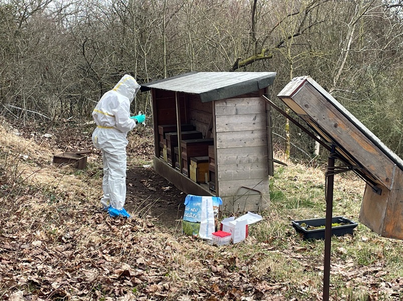 Beprobung eines Bienenstocks