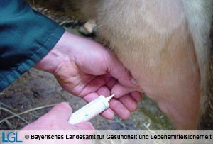 Der Tierhalter wendet ein Arzneimittel am Euter einer Kuh an