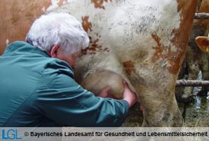 Der Tierarzt untersucht das Euter einer Kuh