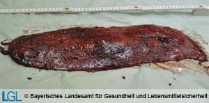 Dunkel-schwarzrot gefärbte, geschwollene Milz eines milzbrandkranken Rindes.