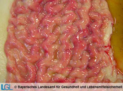 Dünndarm eines Rindes mit hirnwindungsartiger Beschaffenheit der Darmschleimhaut bei Vorliegen von Paratuberkulose.