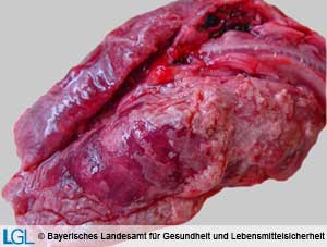 Lunge eines Kaninchens mit fibrinöser Brustfellentzündung infolge Infektion mit Pasteurella multocida.
