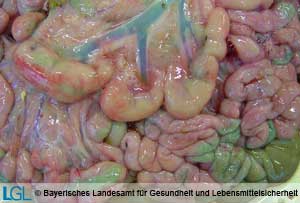 Dünndarm eines Kalbes mit blutigem Darminhalt und hochgradig geschwollenen Darmlymphknoten bei Vorliegen einer Salmonelleninfektion.
