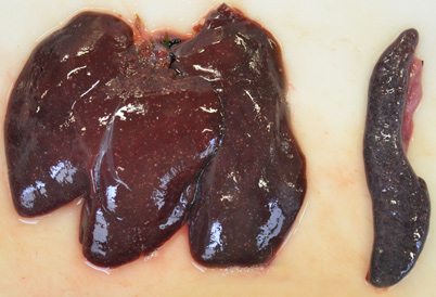In der Abbildung sind die Leber und die Milz eines Feldhasen zu sehen. Beide Organe sind durchsetzt von sehr zahlreichen, bis zu 1mm großen gelblichweißen Nekroseherden, d. h. Arealen mit Gewebsuntergang.