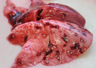 In der Abbildung   ist die Lunge eines Feldhasen zu sehen. Das Organ ist durchsetzt von zahlreichen gelblichweißen Nekroseherden (Gewebsuntergängen). Die Nekrosen sind erkennbar an der trockenen Konsistenz im Vergleich zum umgebenden Gewebe. 