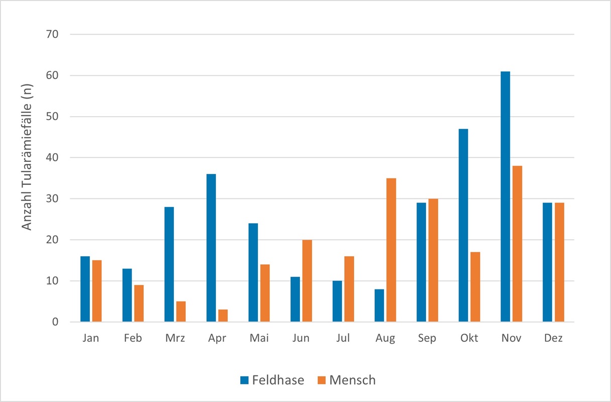 Abbildung 2 zeigt die Anzahl von Tularämie-Fällen pro Monat bei Mensch und Feldhase. Dargestellt sind die im Zeitraum 2012 bis 2024 in den einzelnen Monaten aufsummierten Zahlen. In diesem Zeitraum wurden 231 Fälle beim Menschen und 312 Fälle beim Feldhasen nachgewiesen. Die Abbildung zeigt, dass die Tularämie beim Feldhasen insbesondere im Frühjahr und Herbst auftritt. Entsprechend gibt es Erkrankungsgipfel im April und November. Beim Menschen werden die meisten Fälle im August und im November übermittelt.