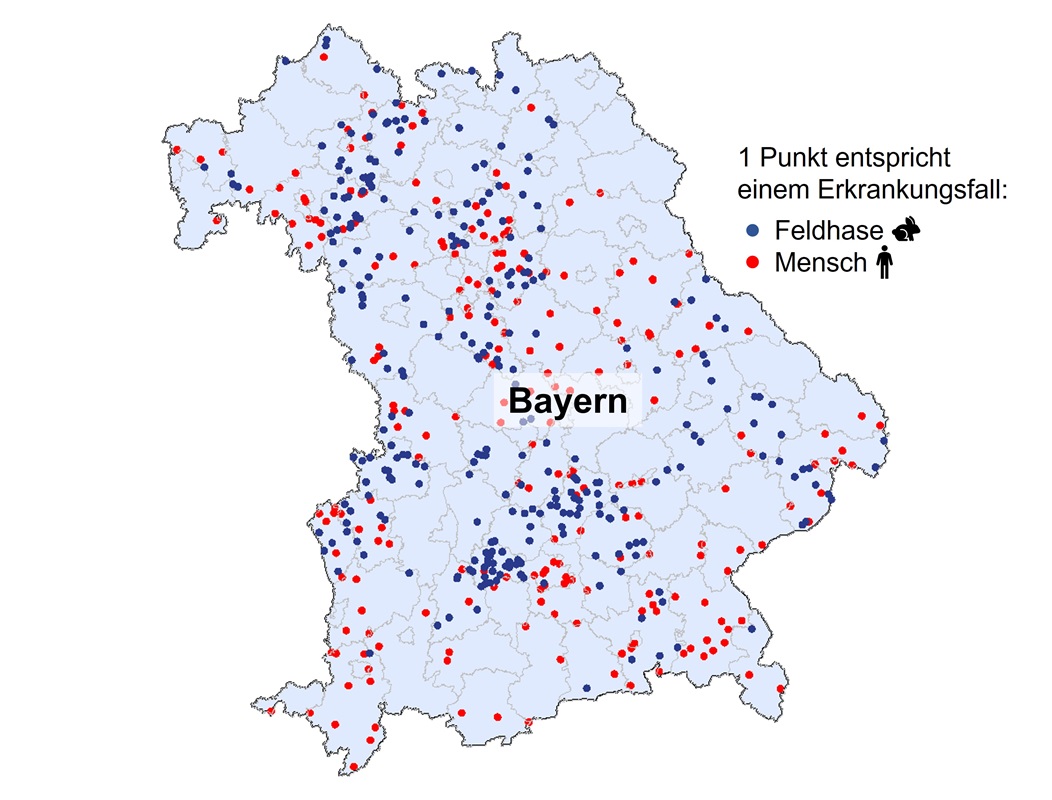 Auf der Grafik ist die regionale Verteilung der Tularämie-Fälle bei Mensch und Feldhase in Bayern in den Jahren 2012-2024 zu erkennen. Dabei sind beim Menschen 231 Fälle und beim Feldhasen 312 Fälle erfasst. Die Fälle beim Menschen sind mit einem roten Punkt gekennzeichnet, die Fälle beim Feldhasen durch einen blauen. Aus Datenschutzgründen sind die Fälle zwar dem jeweiligen Landkreis, nicht jedoch dem genauen Auffinden-/Infektionsort zuzuordnen.