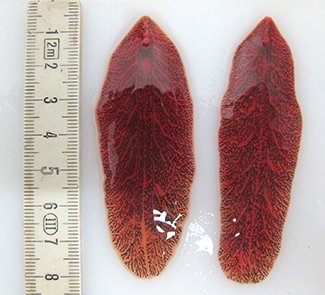 Das Bild zeigt zwei adulte Exemplare des Großen Amerikanischen Leberegels (Fascioloides magna) auf der Leberoberfläche; der beigefügte Messstab ermöglicht einen Eindruck über die Größe der Egel; sie sind ca. 5 bis 6 cm lang und 2 cm breit.