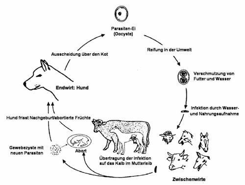 Zyklus des Neospora caninum