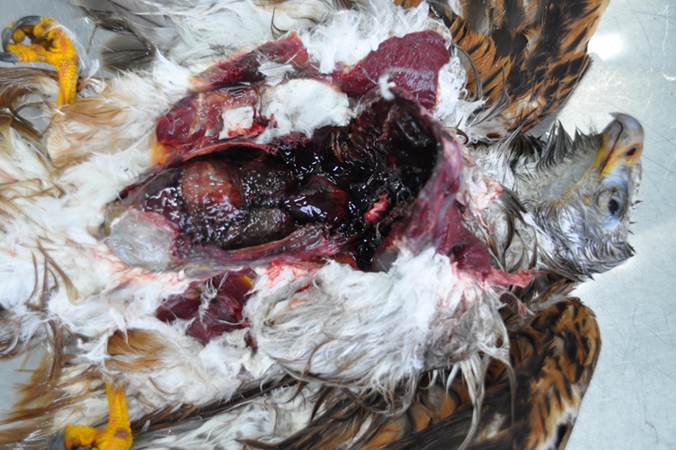Rotmilan, Vergiftung mit Brodifacoum (Gerinnungshemmer); der Tierkörper ist eröffnet und es sind ausgedehnte Blutungen in die Körperhöhlen zu erkennen.