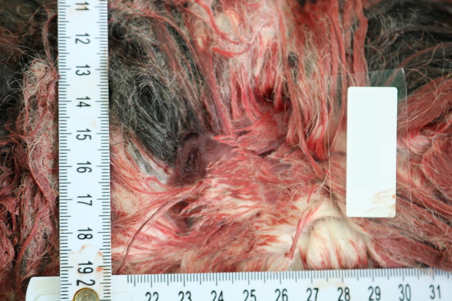 Alpaka, Rissverletzungen durch großen Beutegreifer: Im Halsbereich des Neuweltkameliden sind zahlreiche Hautperforationen (Bissspuren) zu erkennen.