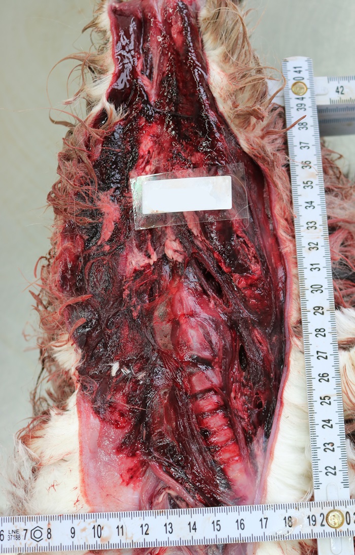 Alpaka, Rissverletzung durch großen Beutegreifer: Es sind Blutungen im Unterhautgewebe und in der Muskulatur nach teilweiser Entfernung der Haut im Halsbereich des Neuweltkameliden zu erkennen.