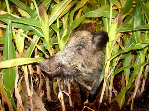Abbildung 1: Das Bild zeigt ein Wildschwein, das seinen Kopf aus einem Maisfeld herausstreckt.