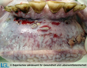 Maulhöhle eines Rindes mit den für Mucosal Disease typischen Erosionen.