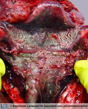 Kehlkopf und Trachea eines Rindes mit den für Bovine Herpesvirusinfektion / infektiöse bovine Tracheitis typischen Läsionen im Sinne einer nekrotisierenden Entzündung von Kehlkopf und Luftröhre.