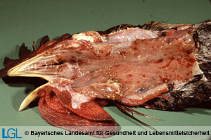 Blutungen im Schlund eines Huhnes bei Vorliegen klassischer Geflügelpest.