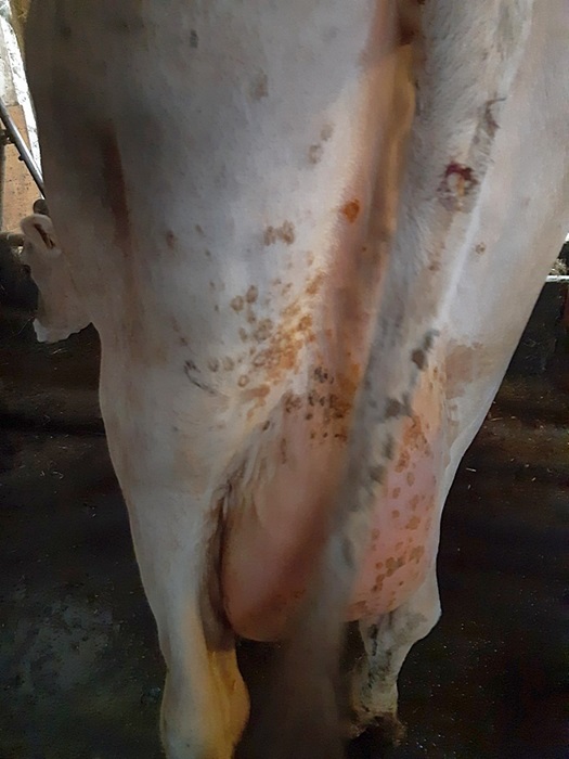 Euter der erkrankten Milchkuh mit den für die Bovine Herpesmammillitis typischen Läsionen der Haut