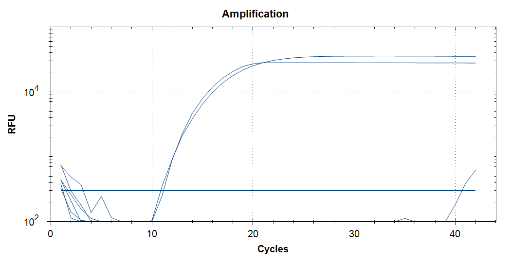 Nachweis von BoHV-2-Genom in der Probe in der Real-Time-PCR (Zweifachansatz, logarithmische Darstellung). Die X-Achse bildet die Anzahl der Amplifikationszyklen (Cycles) ab, die Y-Achse die Fluoreszenzintensität (RFU = Relative Fluorescence Unit).