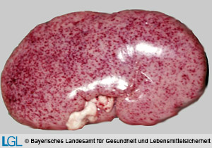 Blutungen auf der Nierenoberfläche eines Schweines bei Vorliegen klassischer Schweinepest (KSP).
