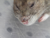 Pockeneffloreszenzen bei einer Ratte