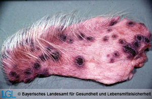 Haut eines Schweines mit typischen Pockeneffloreszenzen.