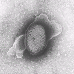 Parapoxviruspartikel