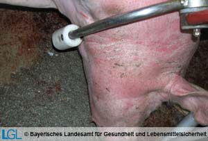 Elektrobetäubung eines Schweins zur Schlachtung mit fraglicher Wirkung, da die Elektrozange in zu großer Entfernung vom Gehirn angesetzt ist