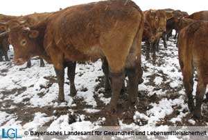 Weiderinder, deren Beine wegen fehlender trockener Liegeflächen schlammverschmutzt sind. Vergleichbar einem Menschen, der sich mit nassem Schuhwerk im Freien aufhält, leiden die Rinder erheblich unter deutlicher Kälteempfindung