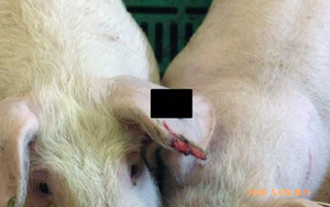 Die Abbildung  zeigt den Kopfbereich zweier dicht beisammen stehender Schweine. Bei dem Schwein links im Bild sind Läsionen am äußeren Rand der linken Ohrmuschel in Form von blutigen Verkrustungen sichtbar.