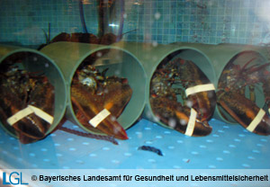Vier Hummer werden im Aquarium einer Feinkostabteilung artgerecht in Versteckröhren gehalten.